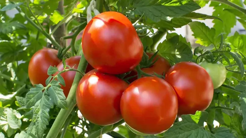 Cà chua có bao nhiêu calo? Công dụng của cà chua đối với sức khỏe