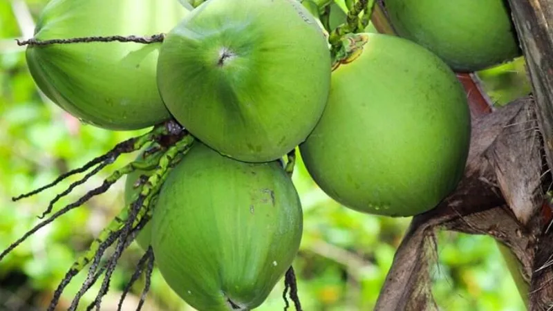 Cách làm mứt dừa: 2 cách làm thơm ngon đón Tết 2024