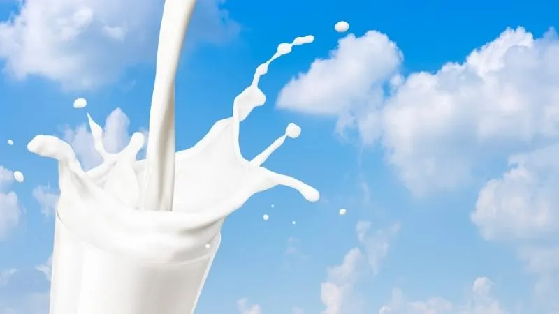 1 ly sữa tươi bao nhiêu calo? Uống sữa tươi có béo không?